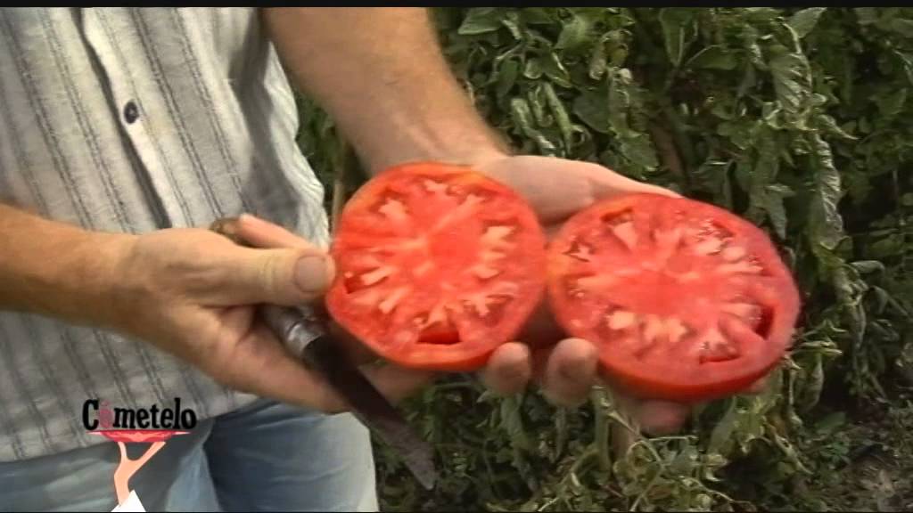 Tomate Huevo de Toro, Valle del Guadalhorce. Coín. Málaga