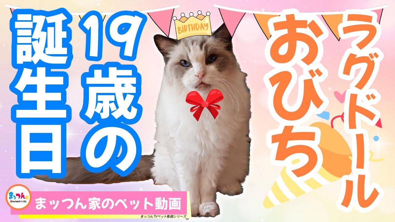 我が家のおじいちゃん猫 -おびち19歳のお誕生日会-【まッつん家のペット動画】