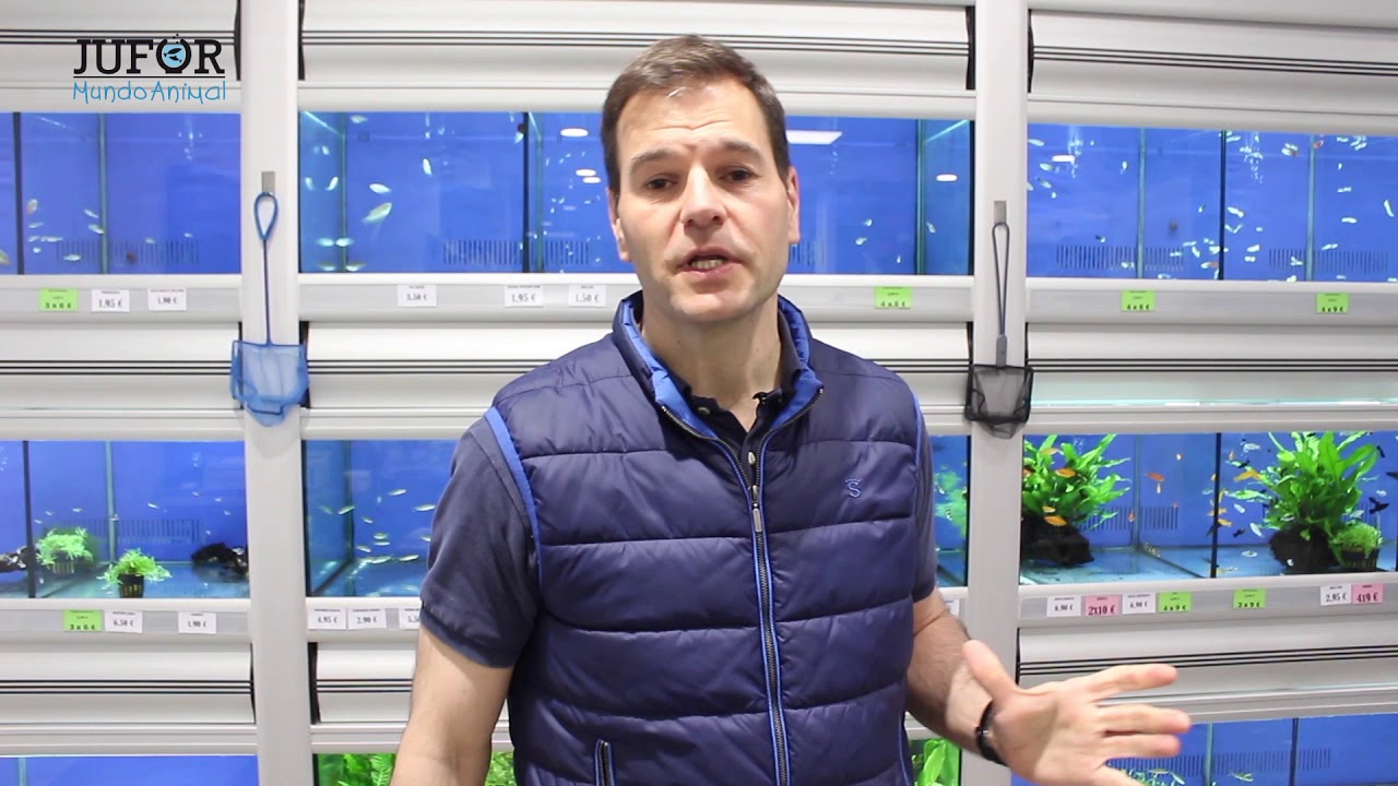¿Cómo quitar el agua turbia de tu acuario marino?