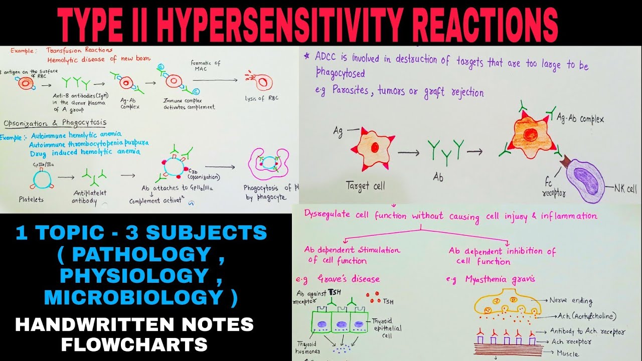 Hypersensitivity ( Type 2 )