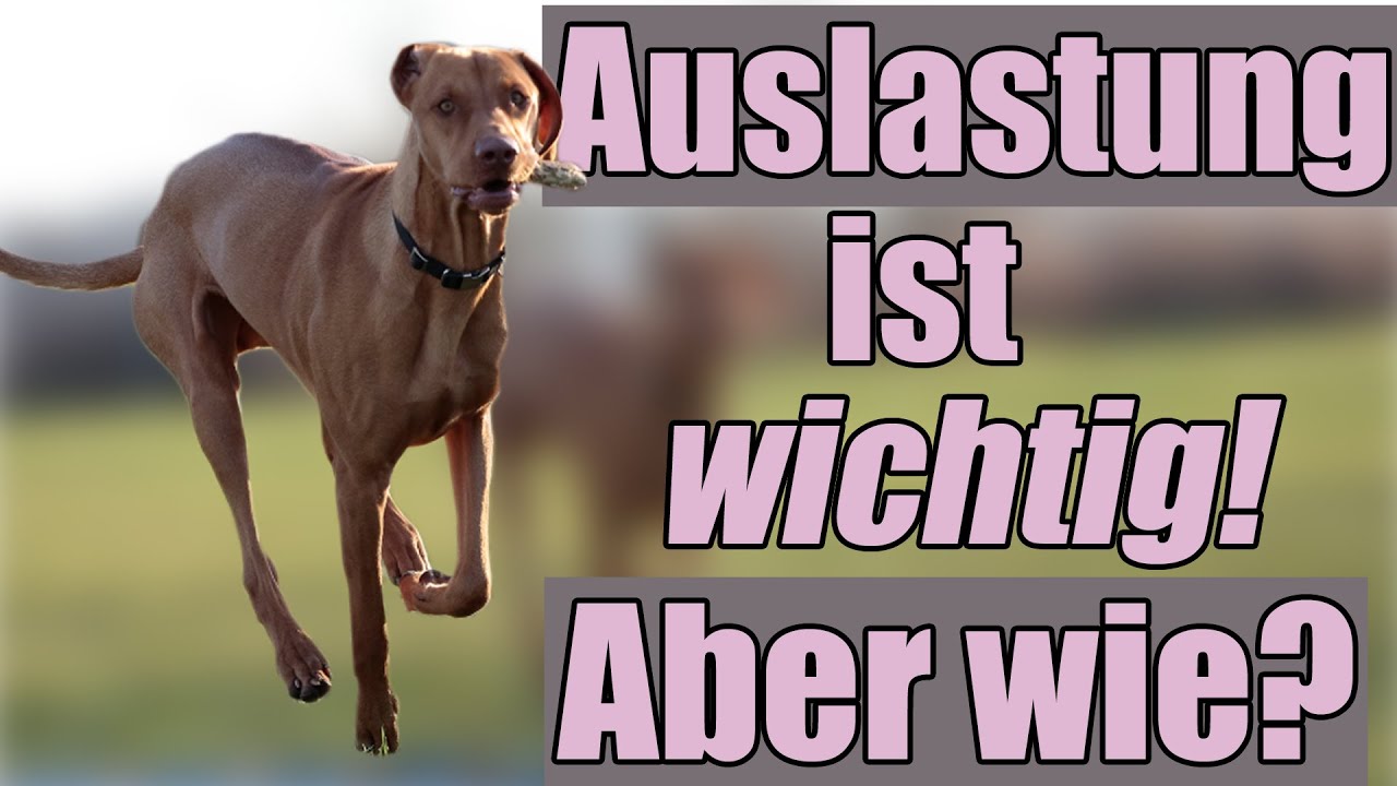 Junghunde richtig auslasten, wie macht man das? - Alizz in LOVE 💗