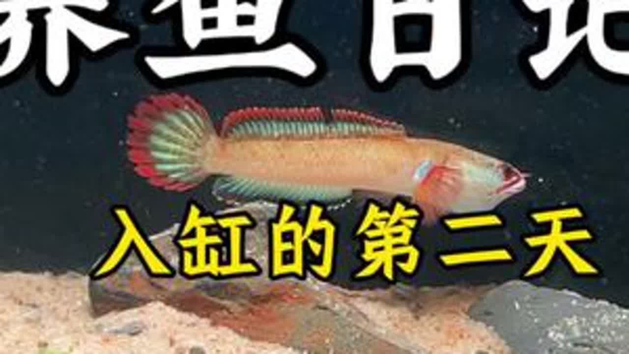 血斑雷龙到家的第二天#养鱼日记 #雷龙鱼 #新手养鱼 #血斑一型雷龙 #新手养鱼