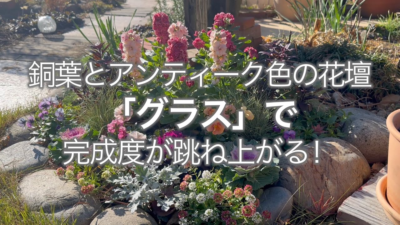 [12月ガーデニング]春まで咲く大人かわいい花壇づくり/ポイントは銅葉・くすみピンク・シルバーに「揺れ」を加えること