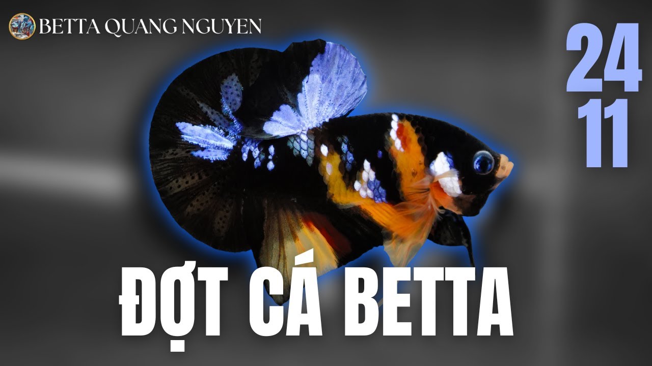 Đợt c&aacute; betta Vip ng&agrave;y 24/11 - Blackbase, Nemo Vảy Trắng