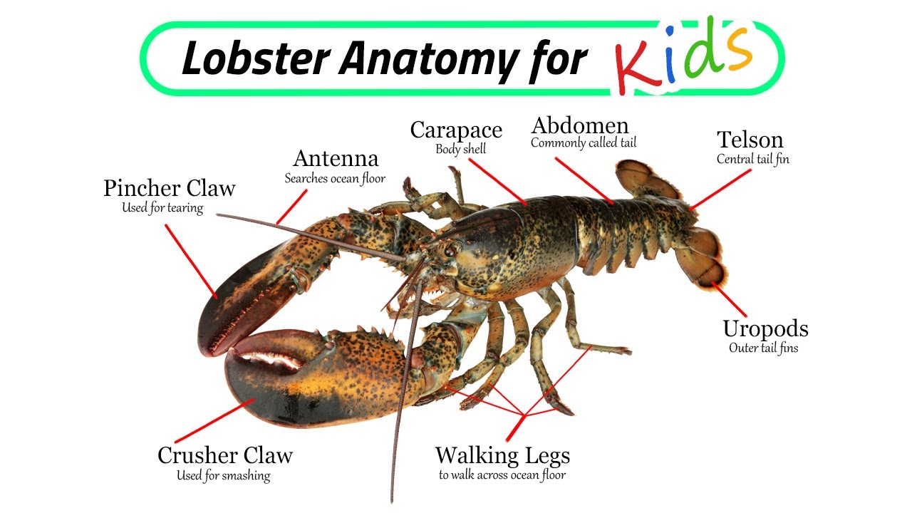 Crustacean Species / Lobster Anatomy for Kids / Leo & Lia Story TV