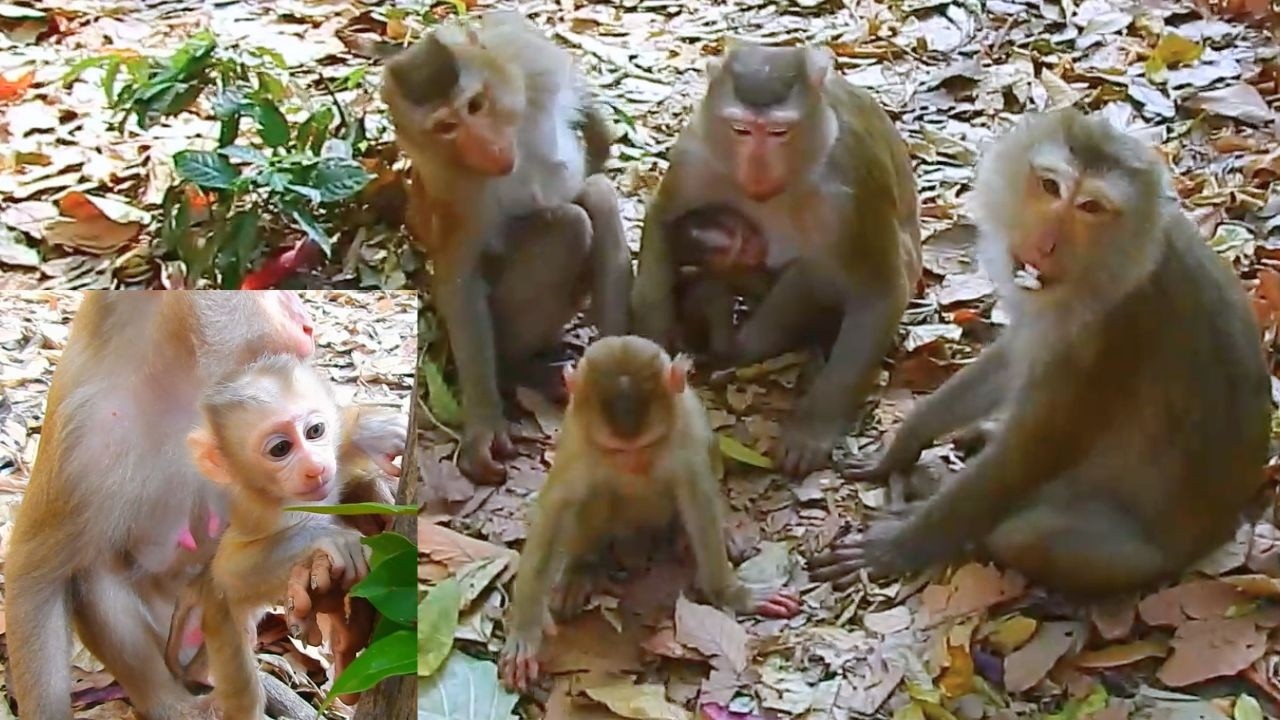 Good monkey Joyce and monkey Millie come to visit baby monkey Lucan and mom monkey Lauy.