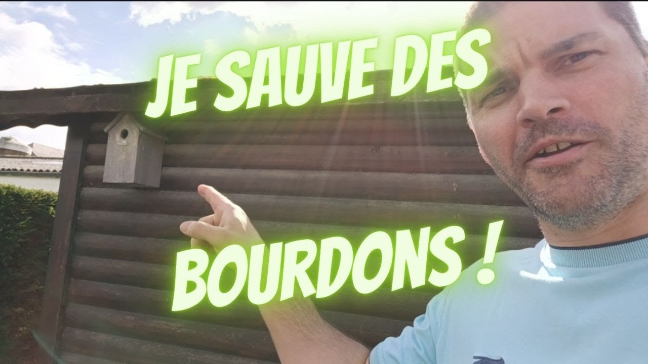 Sauvetage d'un nid de bourdons ! Quoi faire avec des bourdons ?