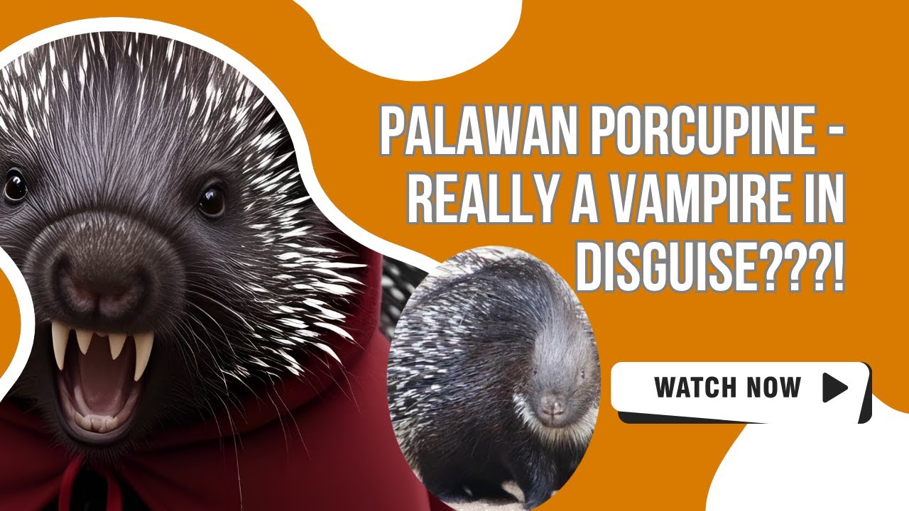 Palawan Porcupines Have a Strange Power No One Talks About!
