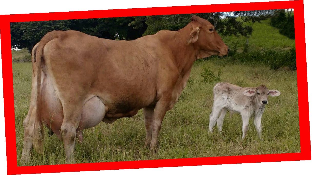 🔴 EN VACAS LECHERAS ✅ UN PARTO LIMPIO ASEGURA LA SIGUIENTE GESTACION 🏆 ( Ganado Bovino )