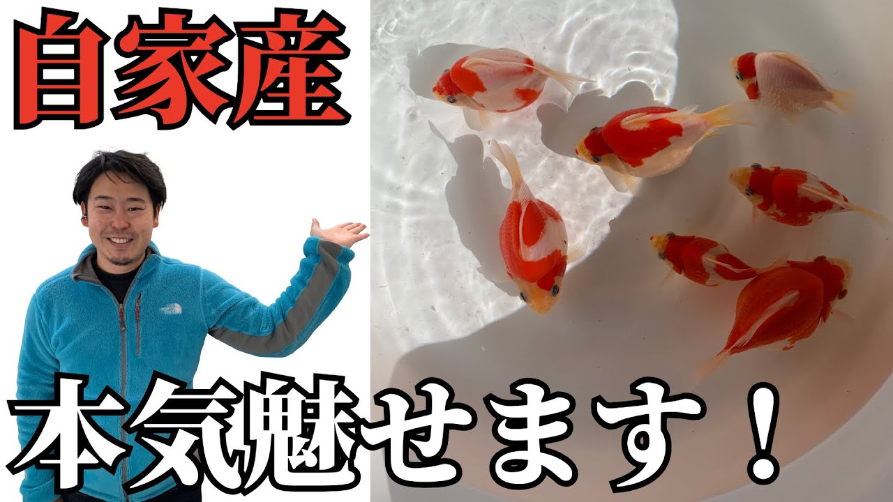 【愛好家の本気】玉サバ自家産一年目にして別格！？