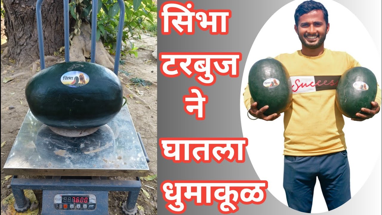 सिंभा वाणाने घातला धुमाकूळ # Syngenta Simbha Watermelon# टरजुब Variety #Simbha #तरबूज #Fruit Farming