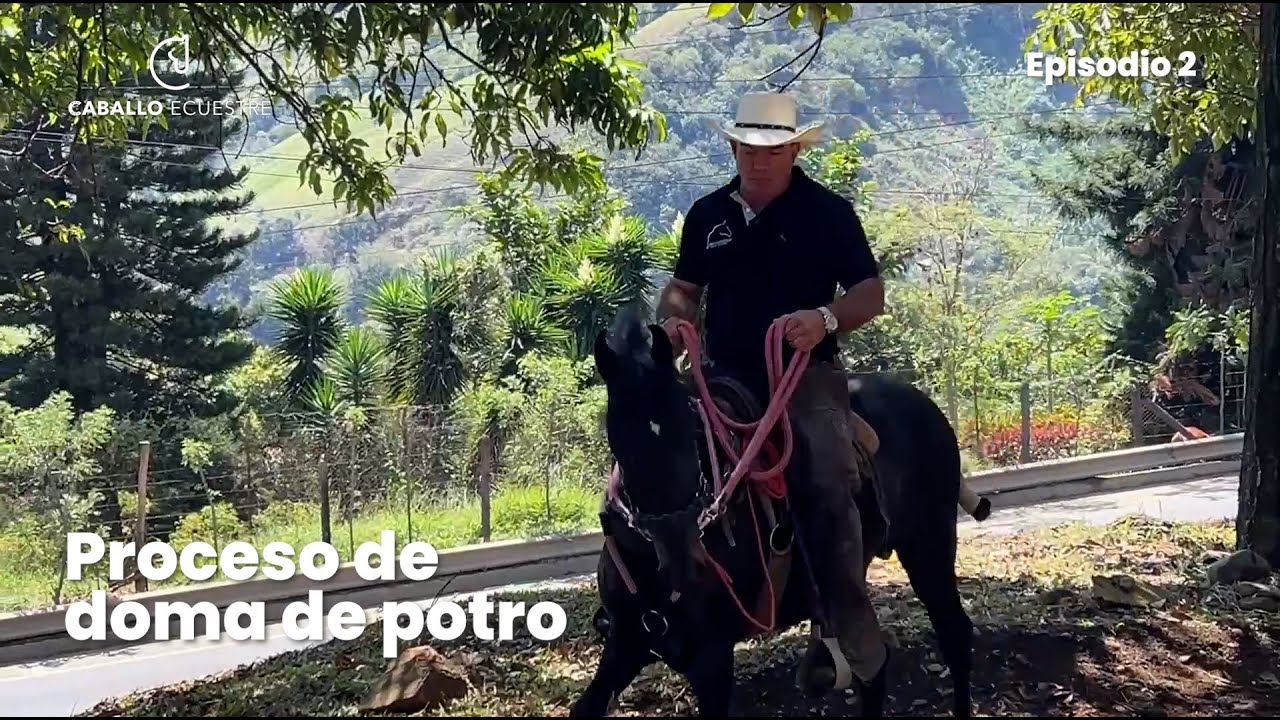 ¿Cómo domar un potro por primera vez en el exterior?