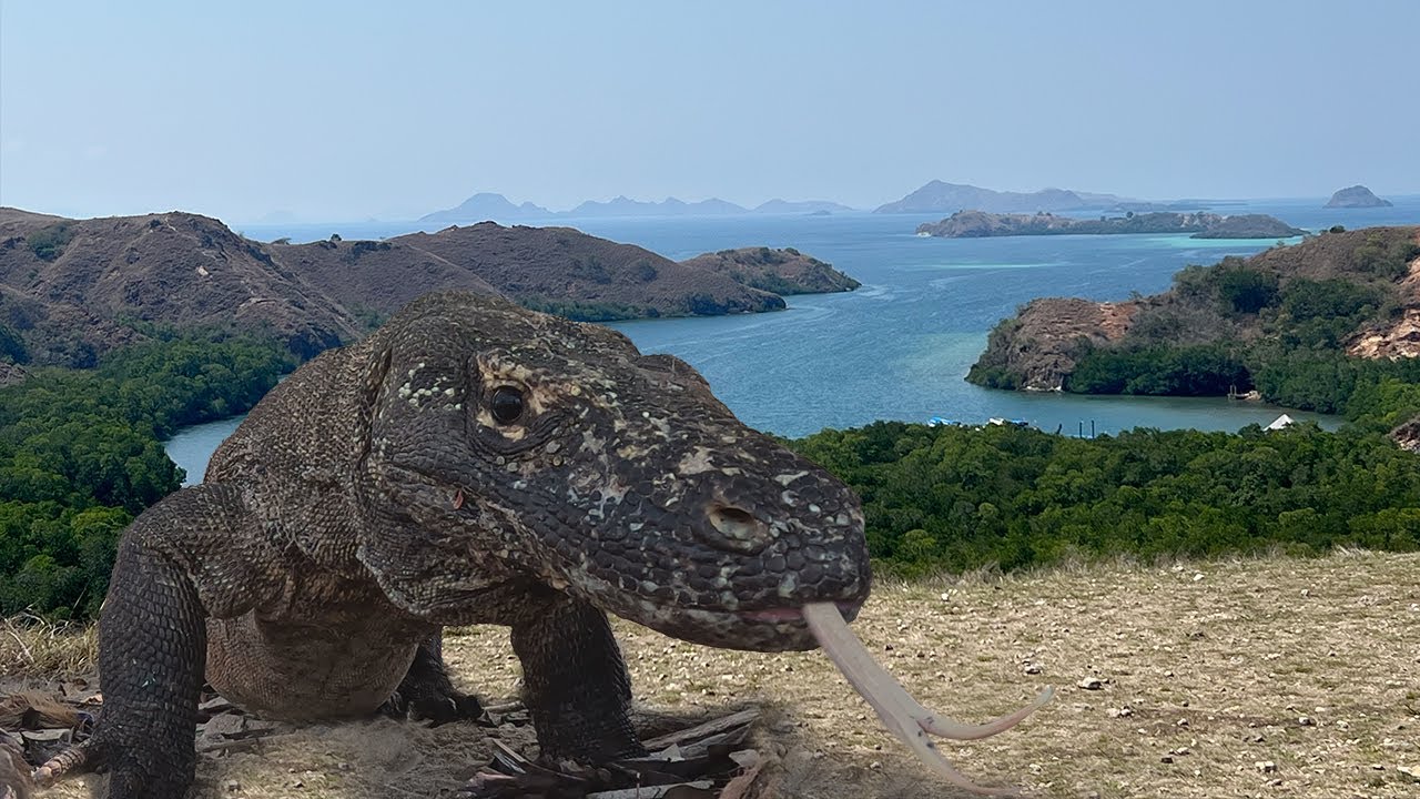 Komodo Dragons & Visitor Center on RINCA  Island