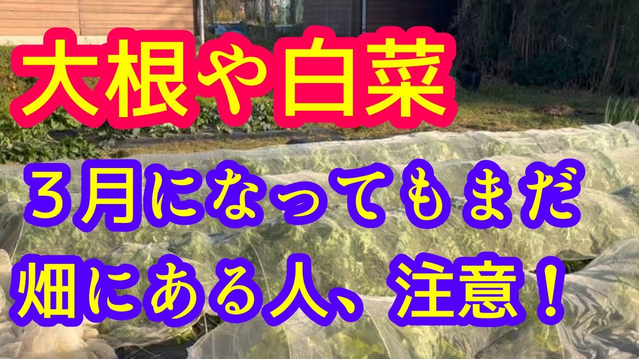 【急いで！】大根や白菜をまだ抜かずに畑に残している方は要注意です！