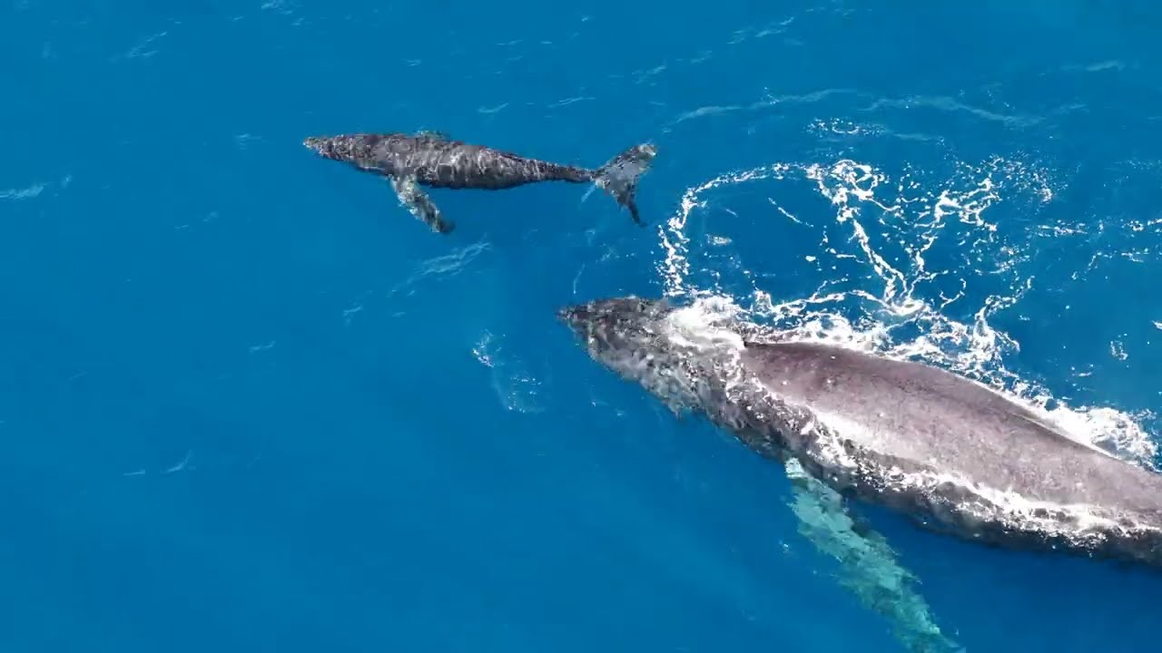 Maui Whale Migration 2026