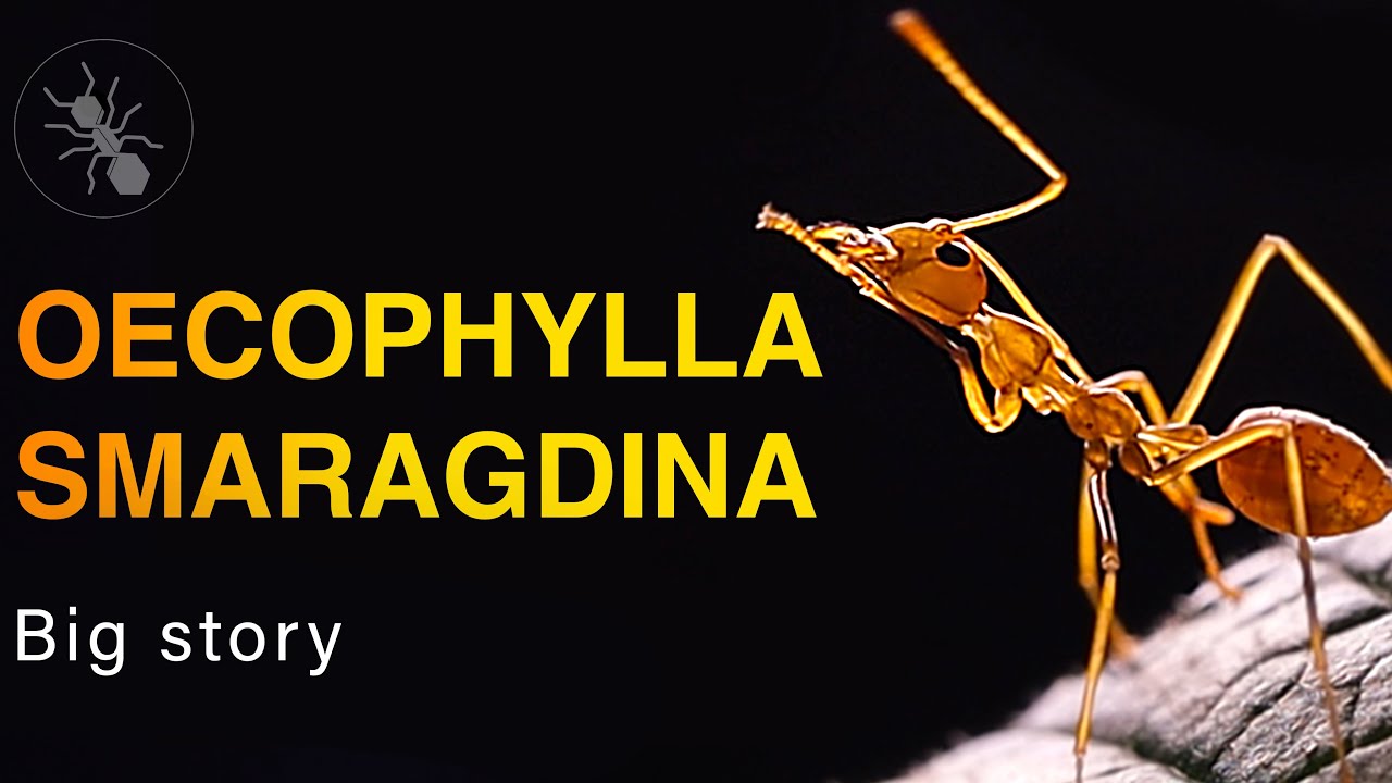 WEAVER ANTS OECOPHYLLA SMARAGDINA - BIG STORY