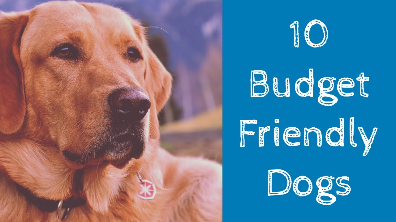 Top 10 Cheapest Dog Breeds In India [2020 Updated]