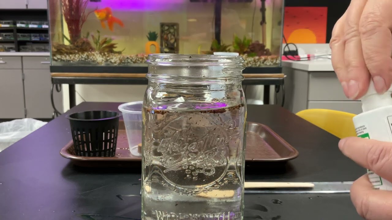 Hydroponics: Mason Jar