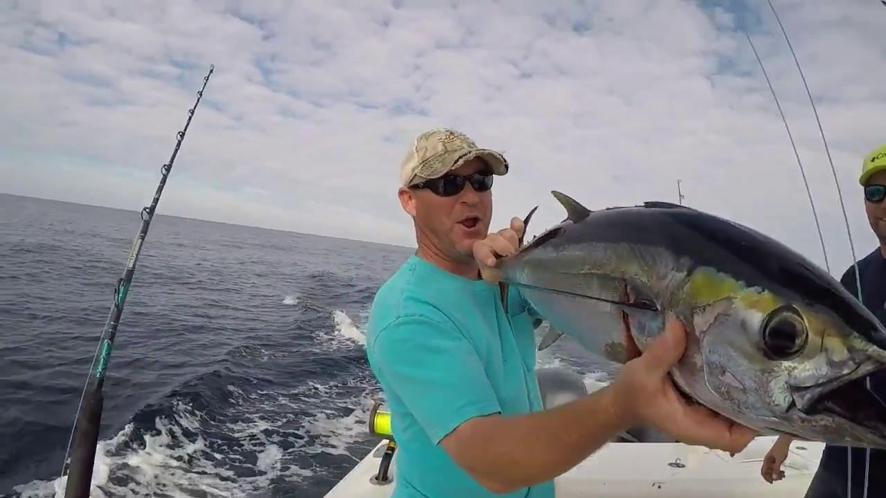 Planer in the spread : Wahoo and Tuna fishing