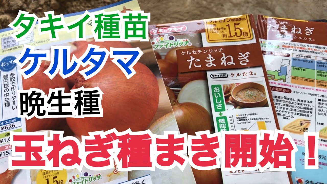 玉ねぎ 種まき 開始 ・ タキイ種苗 ケルタマ 晩生種  急遽注文きました！