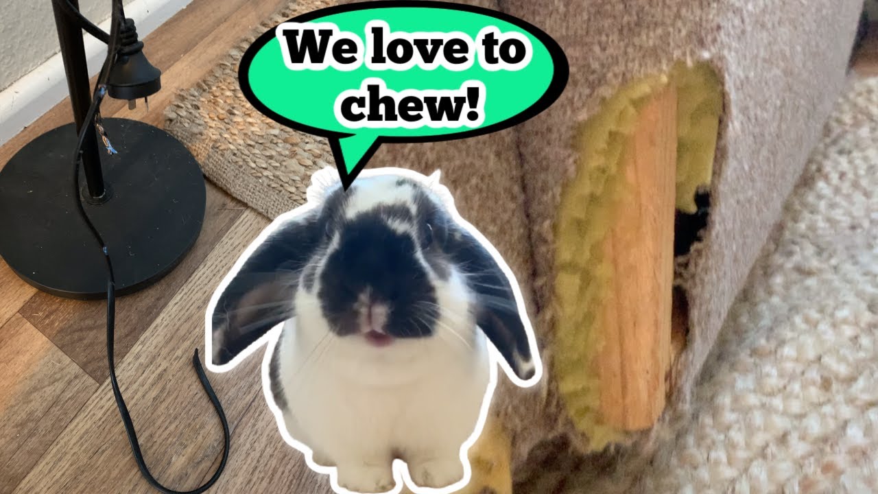 HOW TO STOP YOUR BUNNIES FROM CHEWING | The Rabbit Sanctuary