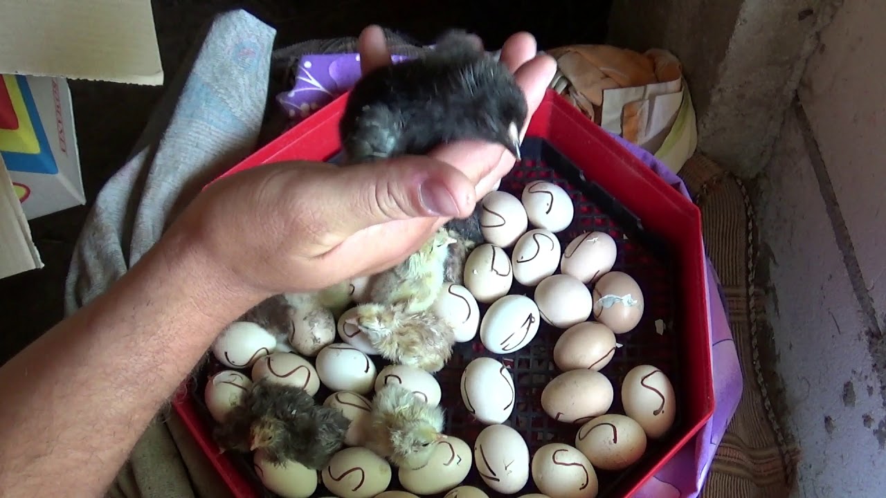 Au inceput puii sa iasa din oua/Incubator Cleo 5