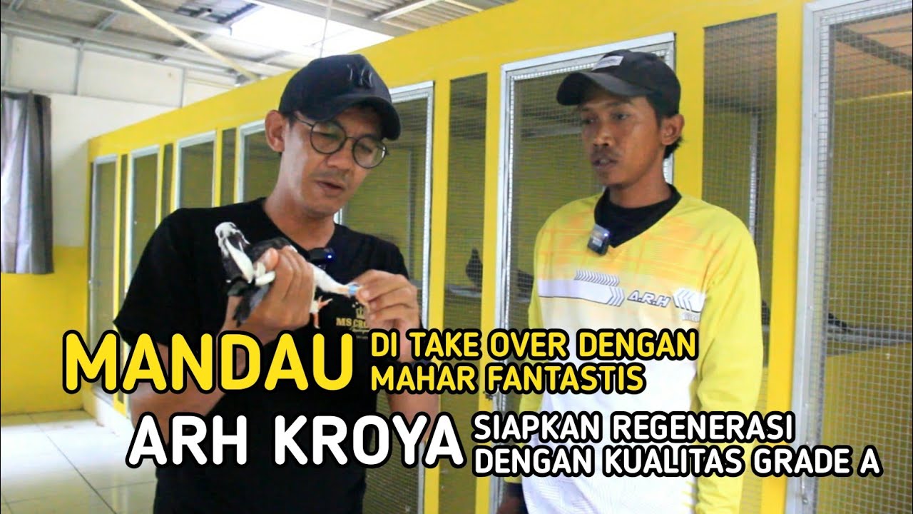AKSI MEMUKAU MANDAU LANGSUNG DI TAKE OVER DENGAN MAHAR FANTASTIS | ARH KROYA SIAPKAN REGENERASI !!!