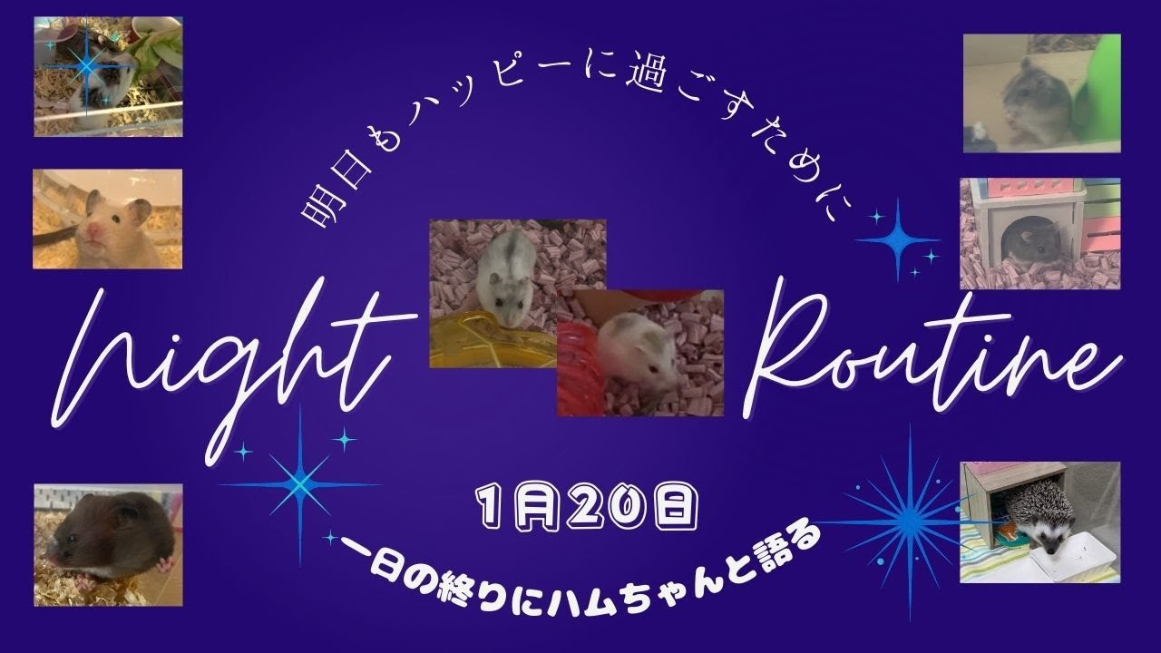 １日の終りにハムちゃんと語る〜2026年1月20日
