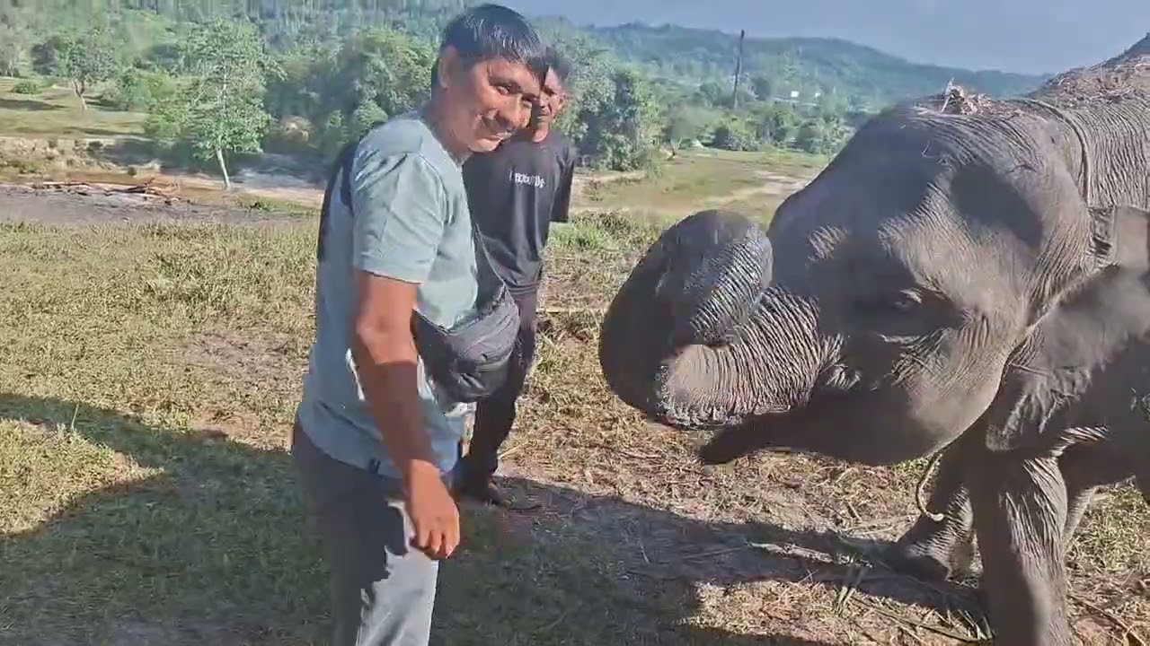 We love Elephants