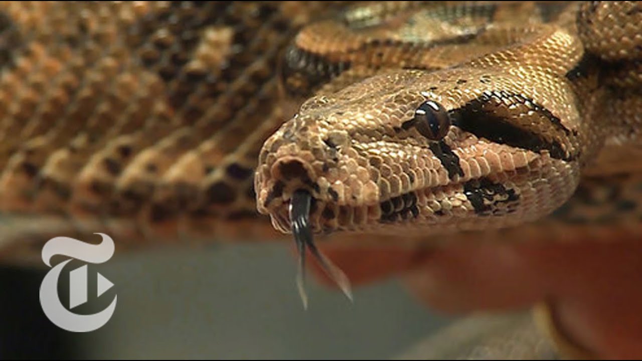 How the Boa Constrictor Kills | ScienceTake | The New York Times