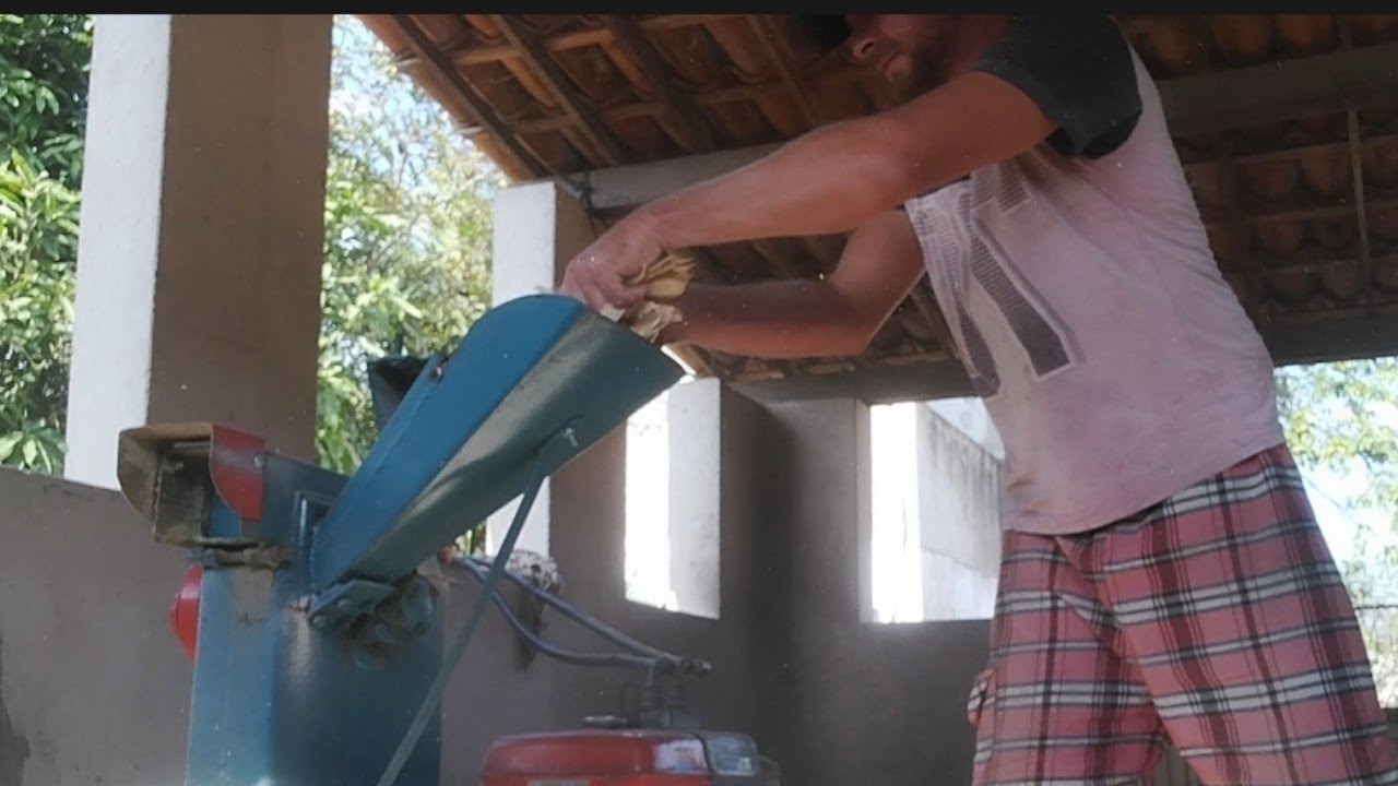 TRITURANDO milho na espiga, motor B.80 diesel ,forrageira 1. #gado #pecuaria