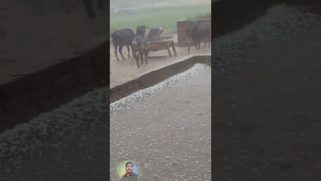 Heavy rain with hail in Punjab village weather update in Punjab #ytshorts #heavyrain #hail #punjab