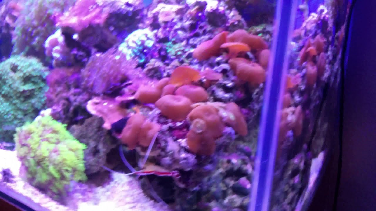 reefspace 900 mixed reef tank