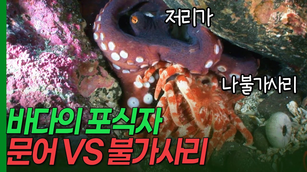바다의 포식자 대결, 문어 vs 불가사리! 문어가 치열하게 싸우는 이유는? [환경스페셜-바다의 포식자 불가사리] / KBS 20120725 방송