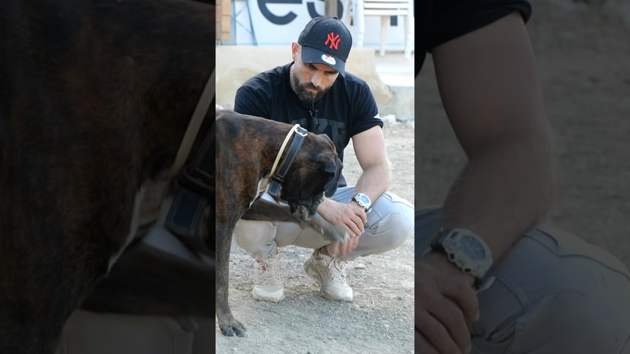 Ce que ce chien fait est TR&Egrave;S intelligent !