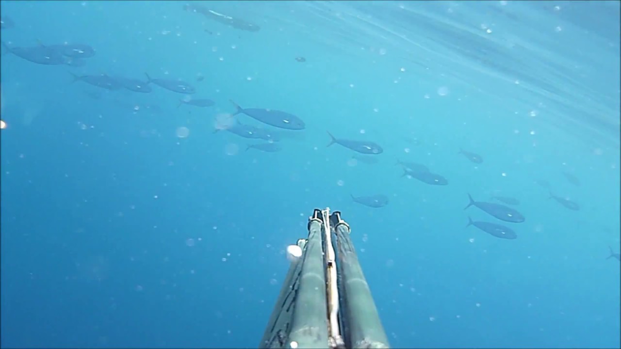 PESCA SUBACQUEA IN MARE APERTO:LAMPUGHE BY ALBERTO GALANTE