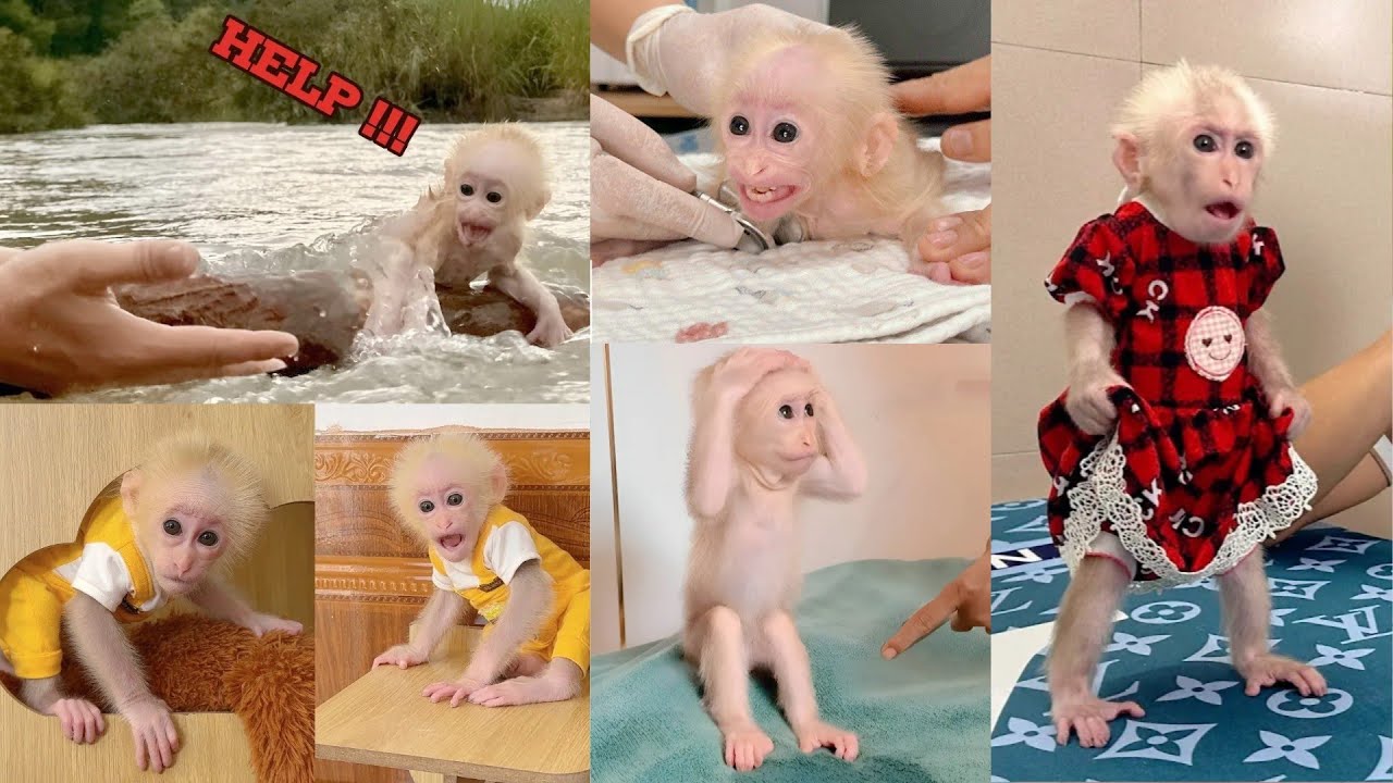 From Rescue to Goodbye: The Beautiful Story of Baby Monkey Lulu and Dad.