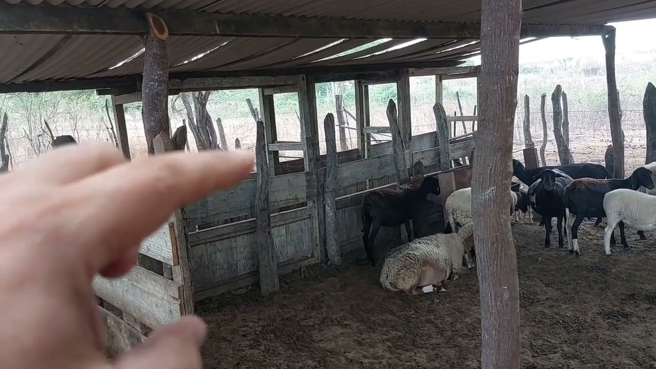 Instalações para ovinos e caprinos [ tronco].