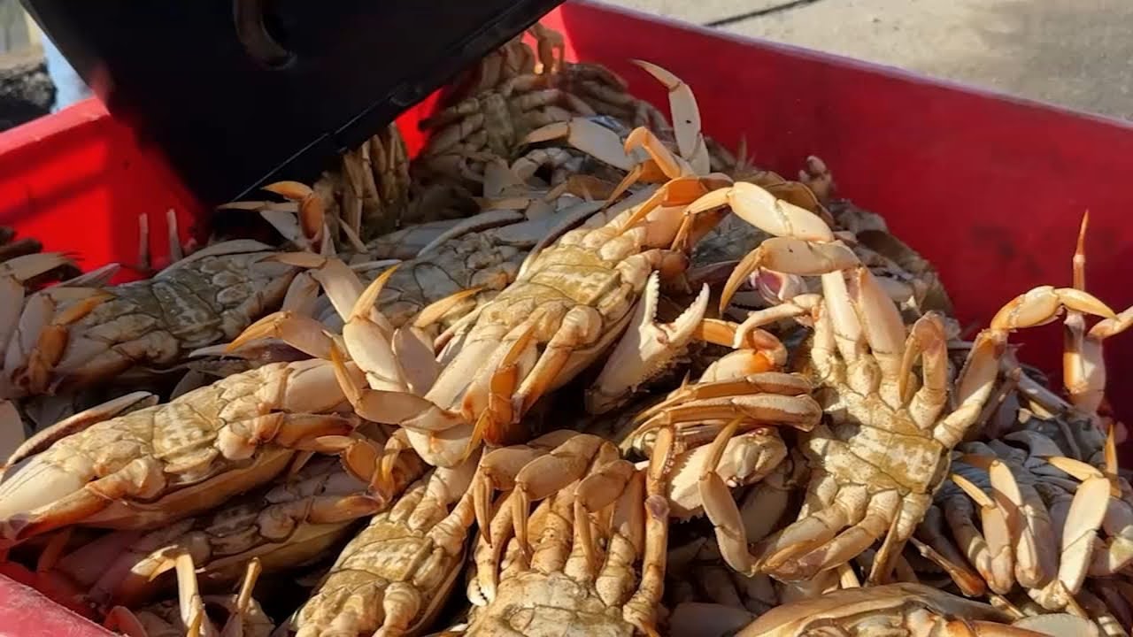 Commercial Dungeness crab season opens to long lines of hungry fans at SF Fisherman's Wharf