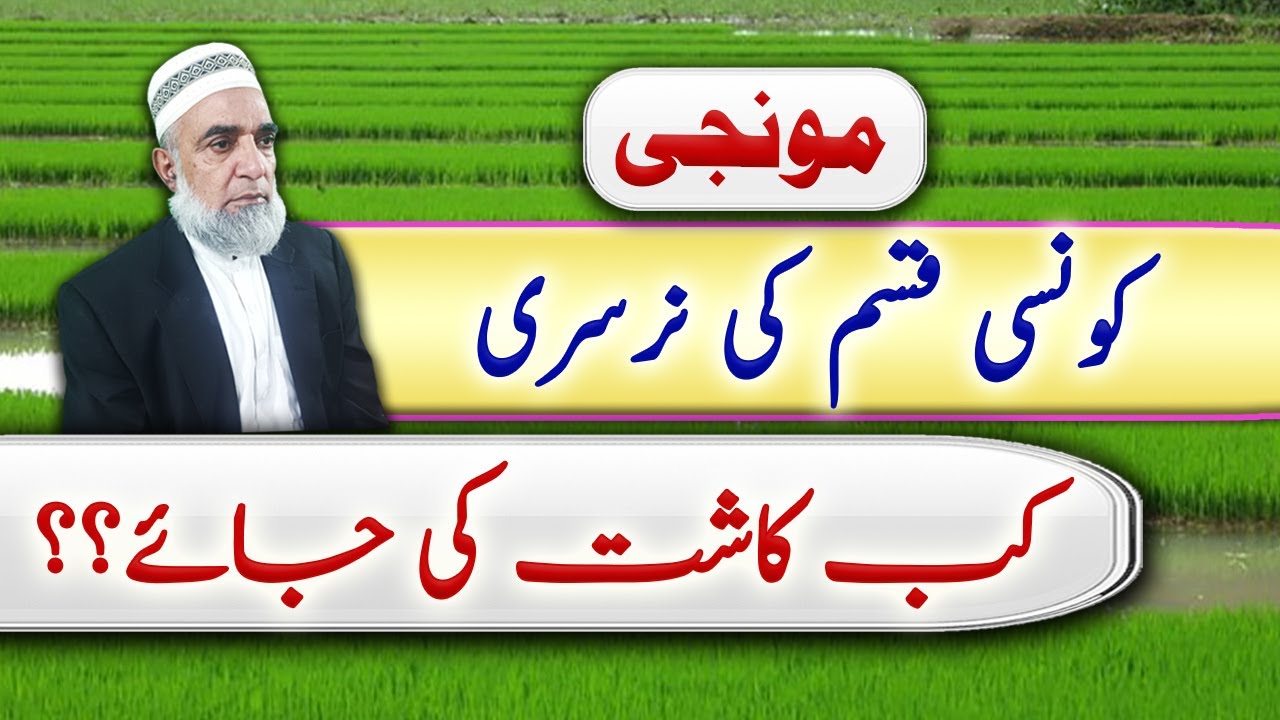 Best sowing time for Rice Nursery of different varieties || Crop Reformer