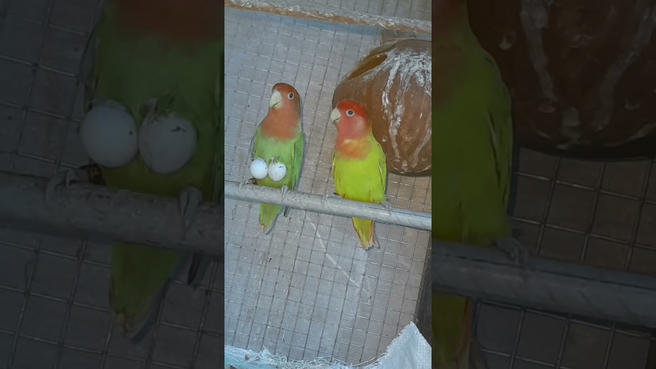 African love bird 😂🦜