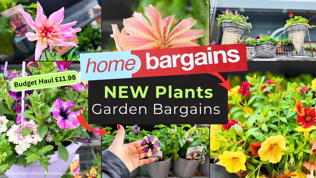 Спешите в Home Bargains! 🏃&zwj;♀️Новые летние растения и бюджетные покупки для сада, май 2026 | Огром...