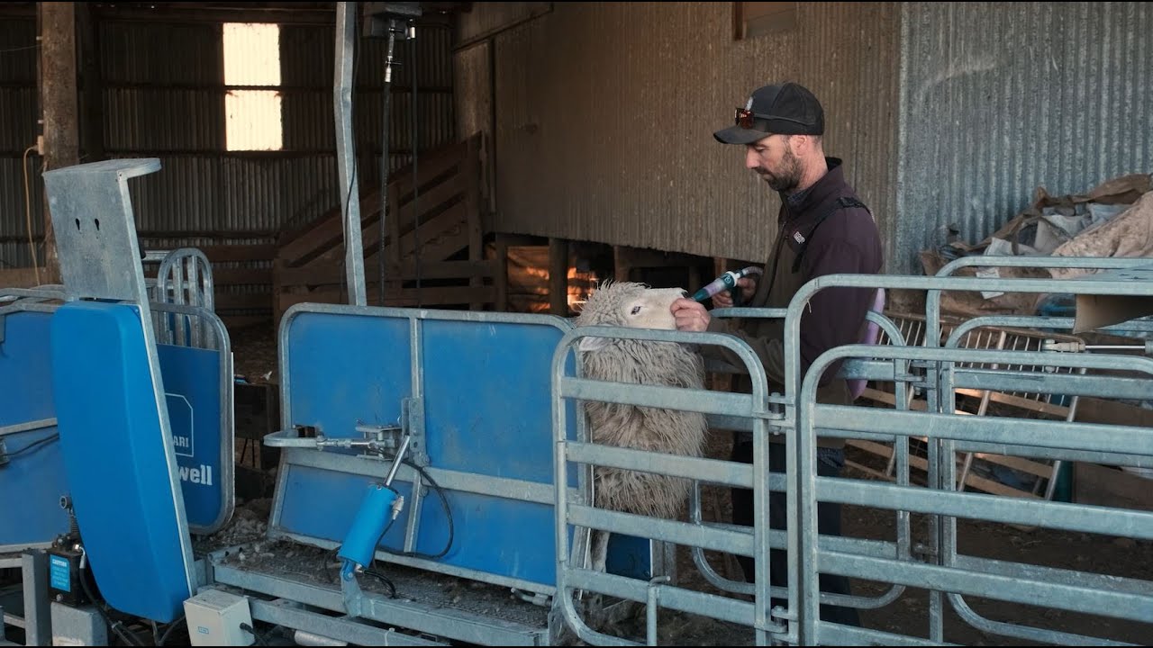 Saving Time With A Racewell Sheep Handler | James Dempster