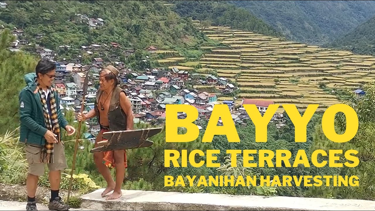 EXPERIENCING BAYANIHAN RICE HARVESTING AT BAYYO TERRACES VILLAGE