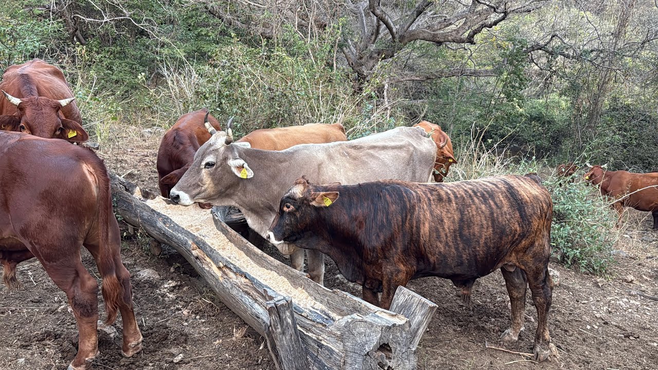 MIRANDO EL GANADO EN LA SIERRA 