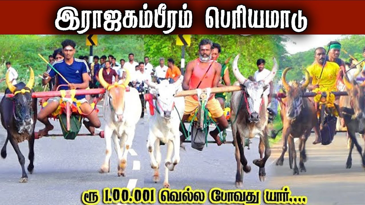 🔴LIVE|பெரியமாடு ராஜகம்பீரம் 1,00,001 யாருக்கு???