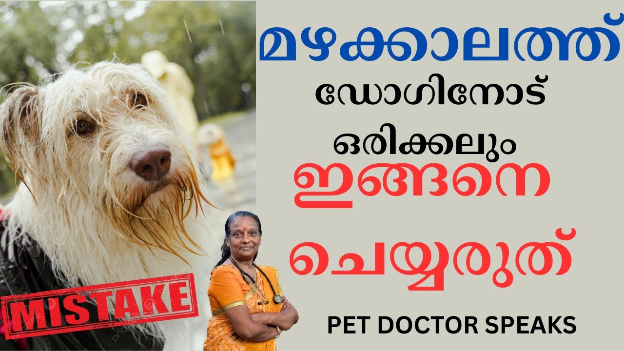 മഴക്കാലത്ത് Dog നോട് ഒരിക്കലും ഇങ്ങനെ ചെയ്യരുത് | Do's and Dont's To Dogs In Monsoon Rain