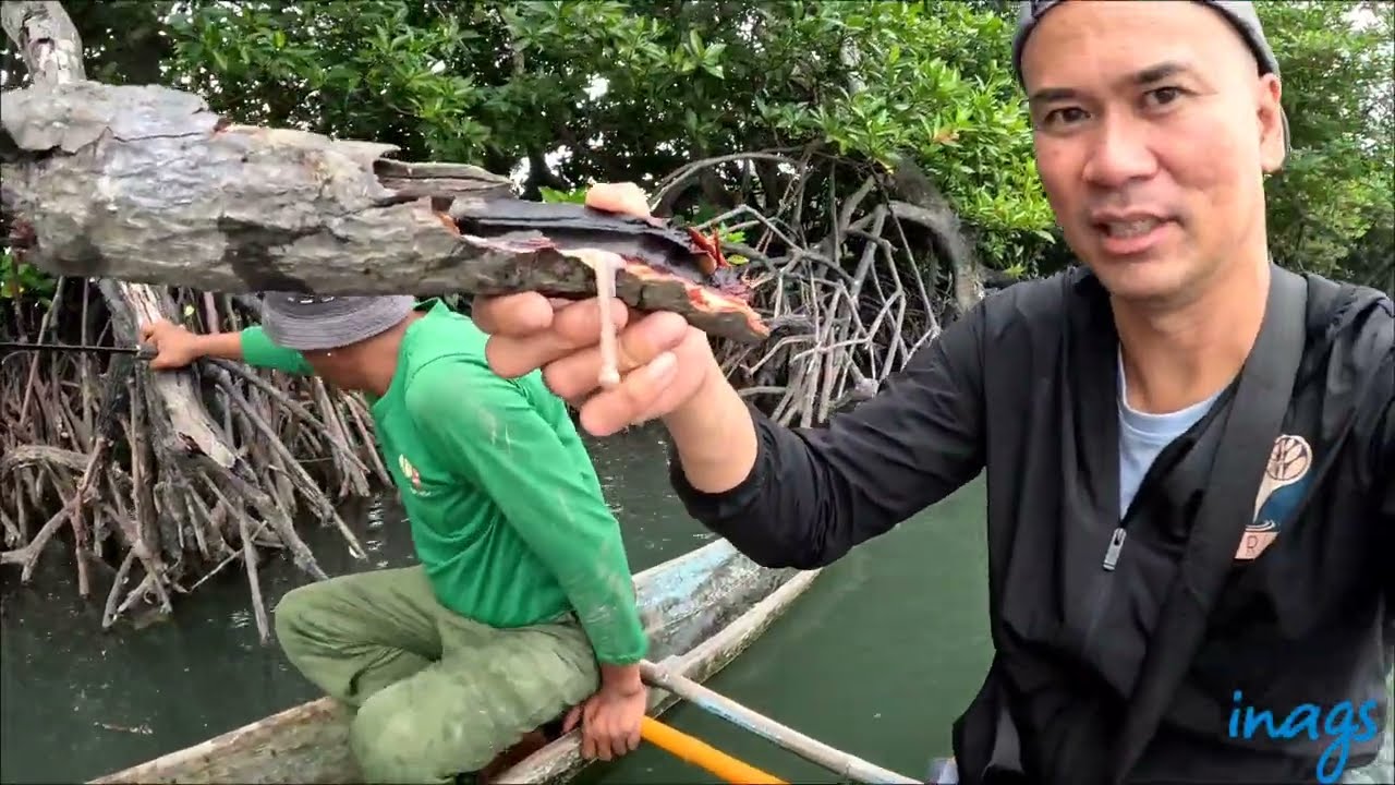 Nanguha kami ng tambilok at capiz sa Calapan, oriental mindoro.