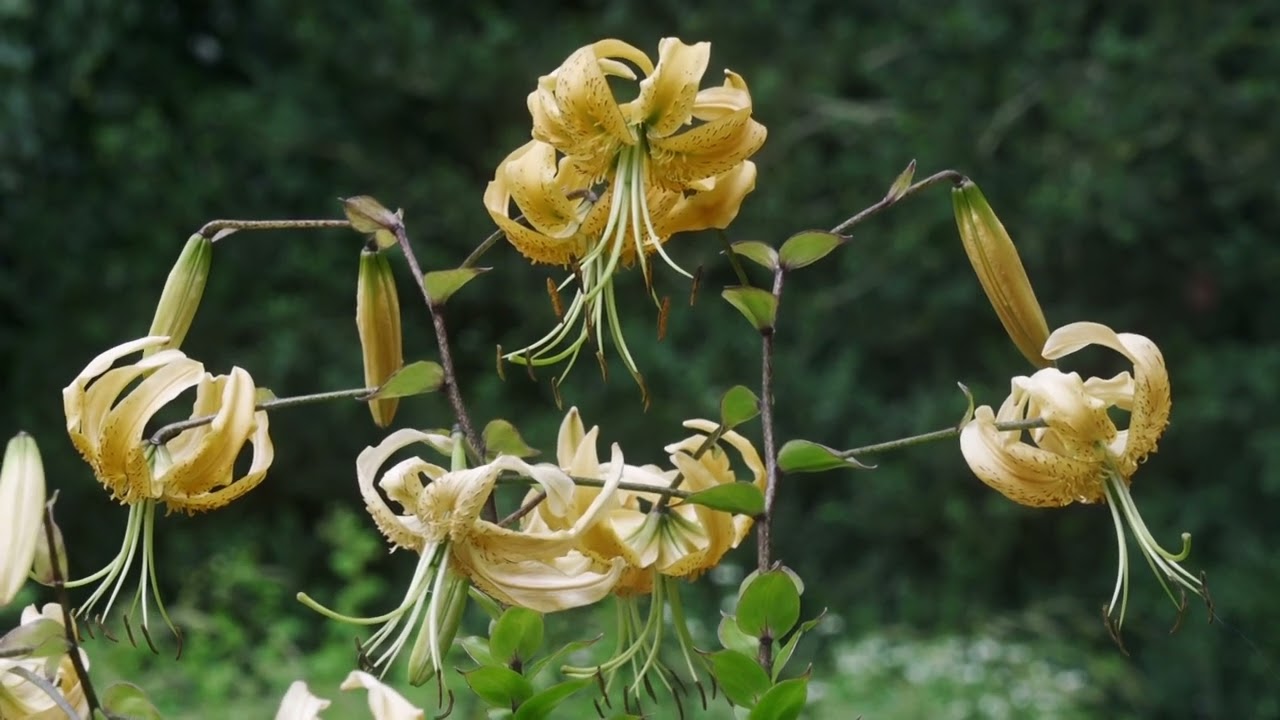 Rostock - Botanischer Garten