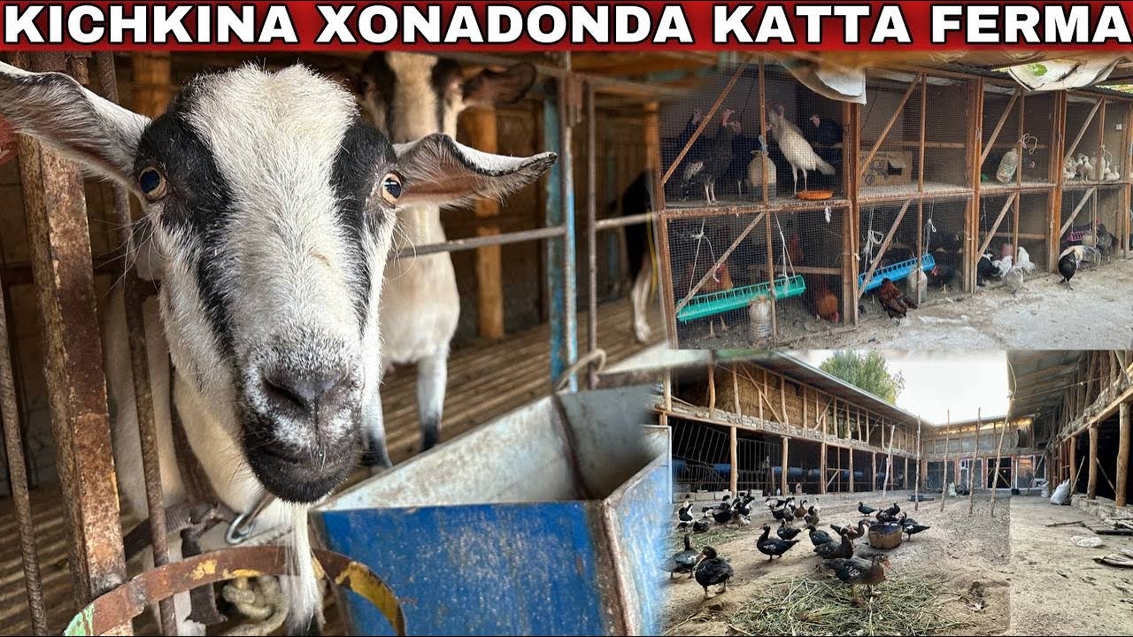 Уйимда Ферма Қилолмайабман Деганлар Кўрсин Буни.
